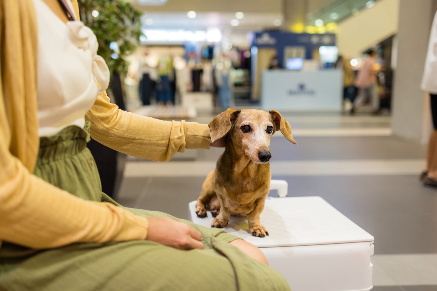 la rivoluzione pet-friendly