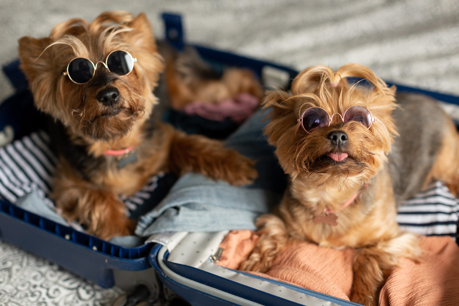 la rivoluzione pet friendly vola con ITA Ariways