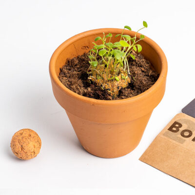 Biodiversity Bombs (Orange Wildflowers)