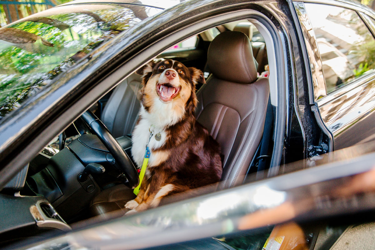 Viaggiare con gli animali compagni di viaggio di vita e di libertà