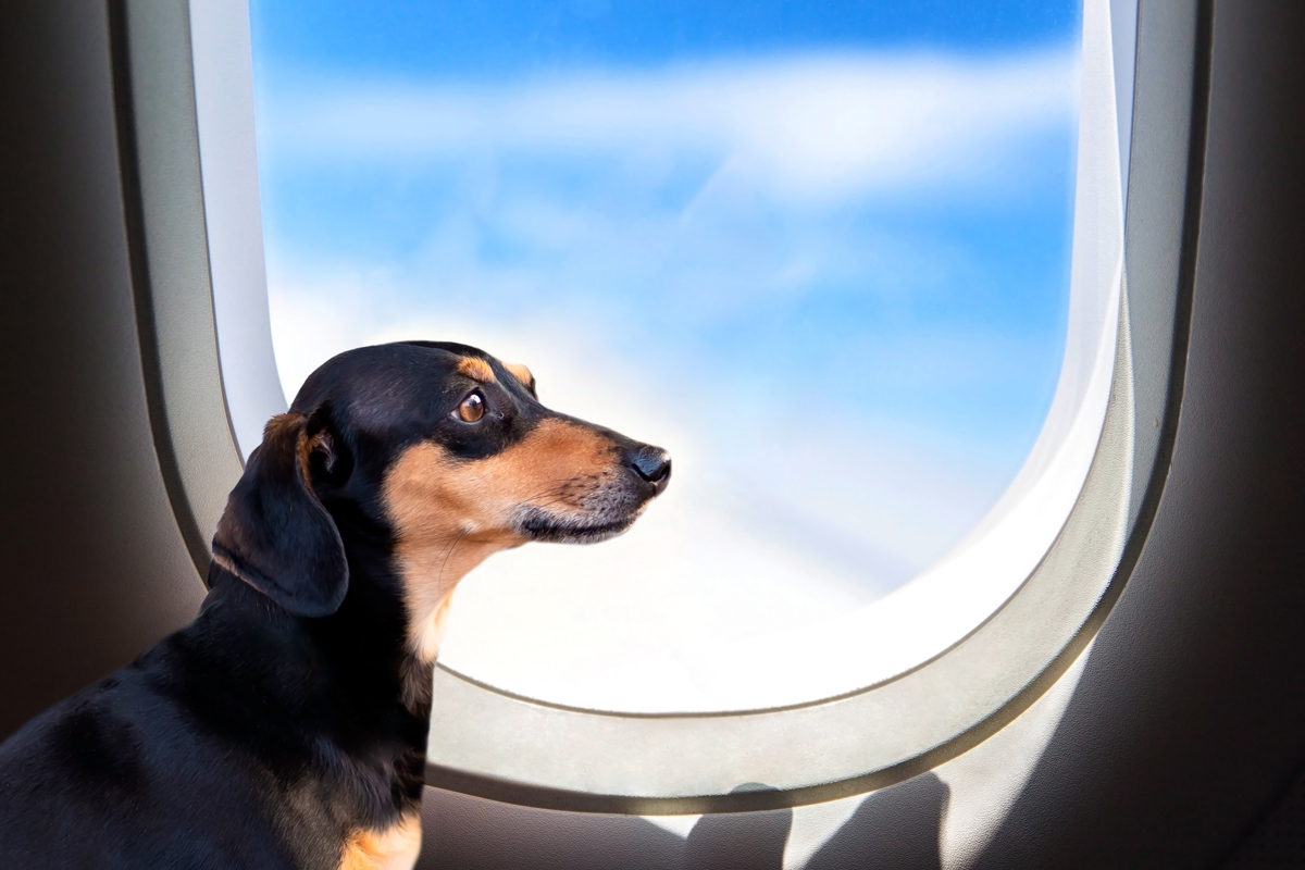 la rivoluzione pet friendly